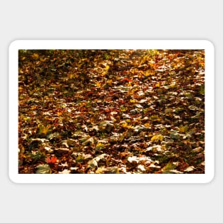 Autumn Leaves Fallen On To Forest Surface Sticker